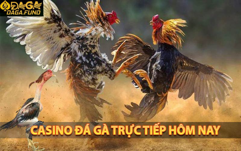 Casino daga trực tiếp hôm nay