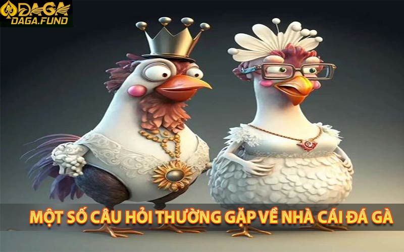Một số câu hỏi thường gặp về nhà cái đá gà