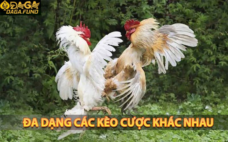 Nhiều tỷ lệ kèo cá cược khác nhau