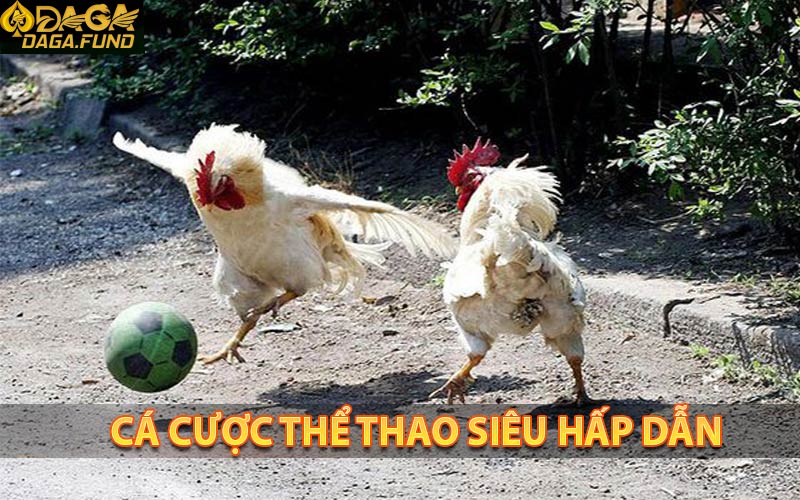 Sân chơi cá cược thể thao hấp dẫn