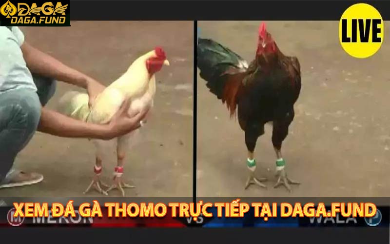 Xem đá gà Thomo trực tiếp tại daga.fund