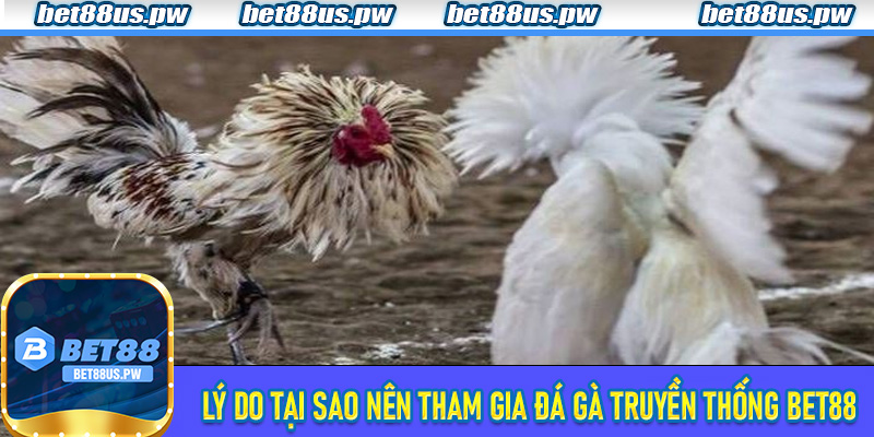 Lý do tại sao nên tham gia Đá Gà Truyền Thống Bet88