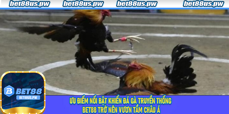 Các ưu điểm nổi bật khiến Đá Gà Truyền Thống Bet88 trở nên vươn tầm châu Á