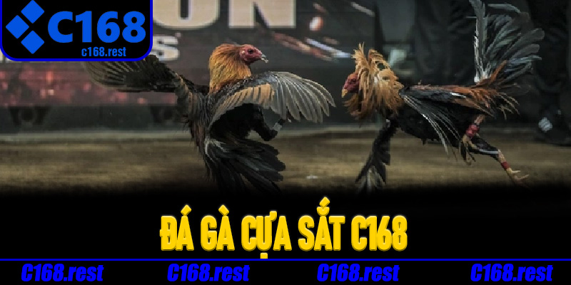 Điểm hấp dẫn giúp Đá Gà Cựa Sắt C168 thu hút người chơi
