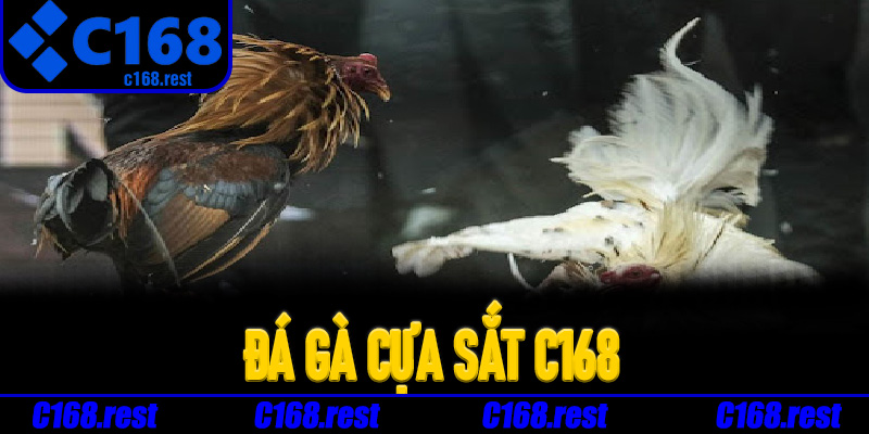 Kinh nghiệm soi kèo Đá Gà Cựa Sắt C168 hiệu quả