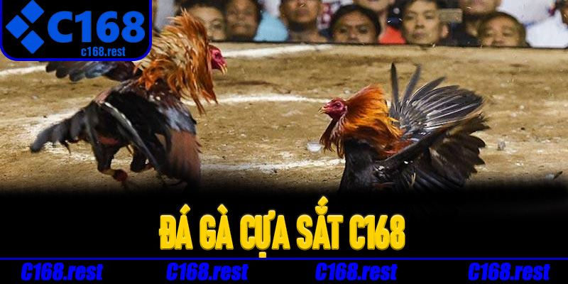 Lý do Đá Gà Cựa Sắt C168 ngày càng phổ biến