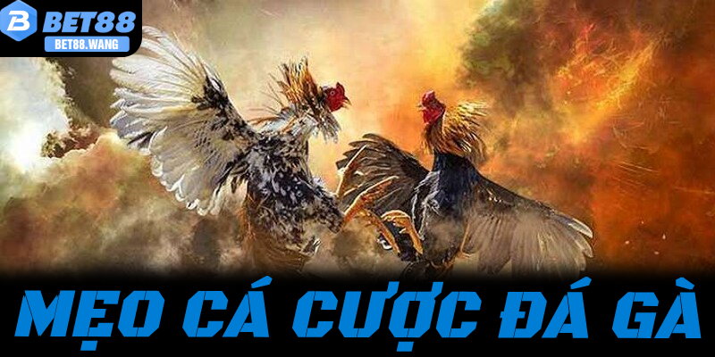 Mẹo Cá Cược Đá Gà Bất Bại: Các Bí Kíp Vàng Từ Cao Thủ Bet88